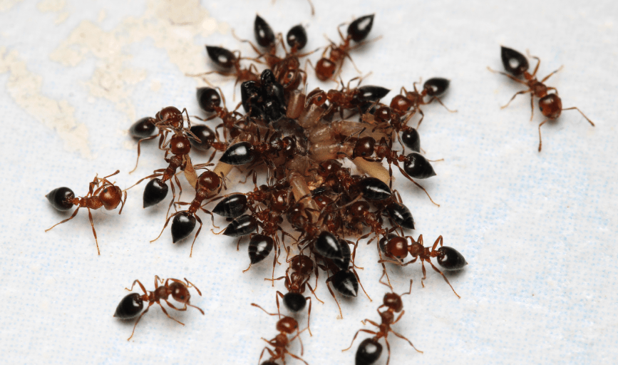 ANT CONTROL