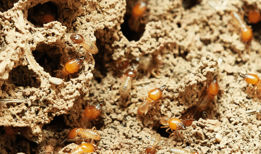 PEST CONTROL