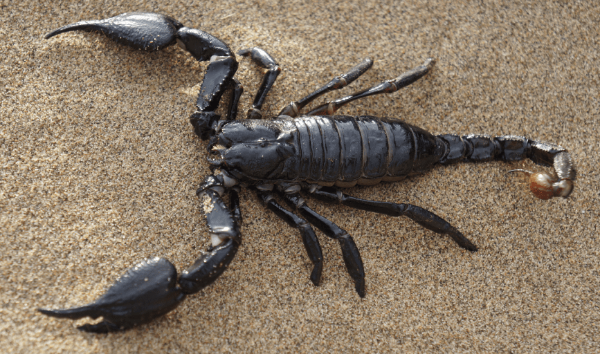 SCORPION CONTROL